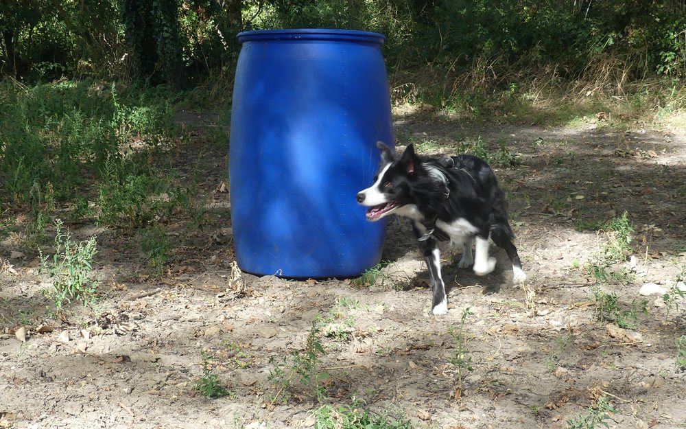 Border collie contournant un tonneau lors d'un exercice de Hoopers